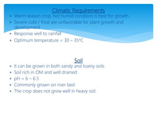 Climatic Requirements
 Warm season crop, hot humid condition is best for growth
 Severe cold / frost are unfavorable for plant growth and
development
 Response well to rainfall
 Optimum temperature = 30 – 35°C
Soil
 It can be grown in both sandy and loamy soils
 Soil rich in OM and well drained
 pH = 6 – 6.5
 Commonly grown on river bed
 The crop does not grow well in heavy soil.
 