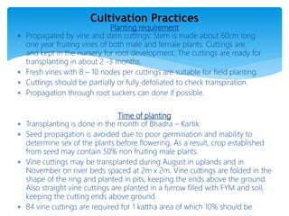 Planting requirement
 Propagated by vine and stem cuttings: Stem is made about 60cm long
one year fruiting vines of both male and female plants. Cuttings are
and kept in the nursery for root development. The cuttings are ready for
transplanting in about 2 -3 months.
 Fresh vines with 8 – 10 nodes per cuttings are suitable for field planting.
 Cuttings should be partially or fully defoliated to check transpiration.
 Propagation through root suckers can done if possible.
Time of planting
 Transplanting is done in the month of Bhadra – Kartik.
 Seed propagation is avoided due to poor germination and inability to
determine sex of the plants before flowering. As a result, crop established
from seed may contain 50% non fruiting male plants.
 Vine cuttings may be transplanted during August in uplands and in
November on river beds spaced at 2m x 2m. Vine cuttings are folded in the
shape of the ring and planted in pits, keeping the ends above the ground.
Also straight vine cuttings are planted in a furrow filled with FYM and soil,
keeping the cutting ends above ground.
 84 vine cuttings are required for 1 kattha area of which 10% should be
Cultivation Practices
 