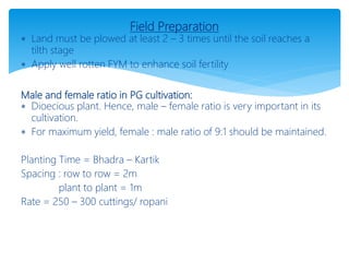 Field Preparation
 Land must be plowed at least 2 – 3 times until the soil reaches a
tilth stage
 Apply well rotten FYM to enhance soil fertility
Male and female ratio in PG cultivation:
 Dioecious plant. Hence, male – female ratio is very important in its
cultivation.
 For maximum yield, female : male ratio of 9:1 should be maintained.
Planting Time = Bhadra – Kartik
Spacing : row to row = 2m
plant to plant = 1m
Rate = 250 – 300 cuttings/ ropani
 