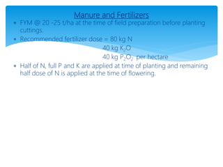 Manure and Fertilizers
 FYM @ 20 -25 t/ha at the time of field preparation before planting
cuttings.
 Recommended fertilizer dose = 80 kg N
40 kg K2O
40 kg P2O2 per hectare
 Half of N, full P and K are applied at time of planting and remaining
half dose of N is applied at the time of flowering.
 