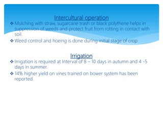 Intercultural operation
 Mulching with straw, sugarcane trash or black polythene helps in
suppression of weeds and protect fruit from rotting in contact with
soil.
 Weed control and hoeing is done during initial stage of crop
Irrigation
 Irrigation is required at Interval of 8 – 10 days in autumn and 4 -5
days in summer.
 14% higher yield on vines trained on bower system has been
reported.
 