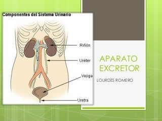 APARATO
EXCRETOR
LOURDES ROMERO
 