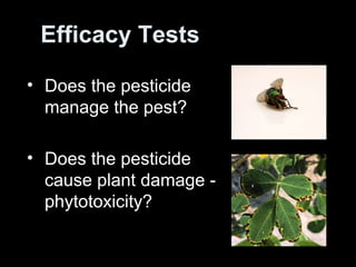 Efficacy Tests
• Does the pesticide
manage the pest?
• Does the pesticide
cause plant damage -
phytotoxicity?
 