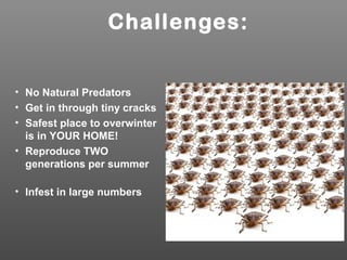 Challenges:
• No Natural Predators
• Get in through tiny cracks
• Safest place to overwinter
is in YOUR HOME!
• Reproduce TWO
generations per summer
• Infest in large numbers
 