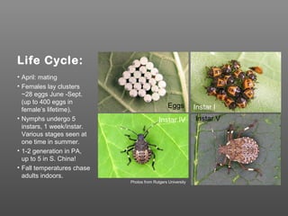 Life Cycle:
Photos from Rutgers University
• April: mating
• Females lay clusters
~28 eggs June -Sept.
(up to 400 eggs in
female’s lifetime).
• Nymphs undergo 5
instars, 1 week/instar.
Various stages seen at
one time in summer.
• 1-2 generation in PA,
up to 5 in S. China!
• Fall temperatures chase
adults indoors.
Eggs Instar I
Instar IV Instar V
 