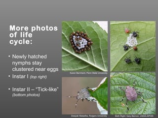 More photos
of life
cycle:
• Newly hatched
nymphs stay
clustered near eggs
• Instar I (top right)
• Instar II – “Tick-like”
(bottom photos)
Karen Bernhard, Penn State University
Both Right: Gary Bernon, USDA-APHISDeepak Matadha, Rutgers University
 