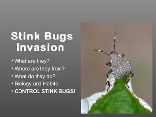 Stink Bugs
Invasion
• What are they?
• Where are they from?
• What do they do?
• Biology and Habits
• CONTROL STINK BUGS!
 