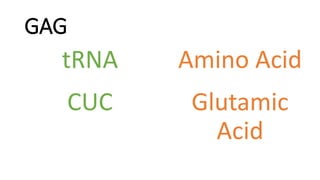 GAG
Amino Acid
tRNA
CUC Glutamic
Acid
 