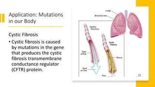Application: Mutations
in our Body
Cystic Fibrosis
• Cystic fibrosis is caused
by mutations in the gene
that produces the cystic
fibrosis transmembrane
conductance regulator
(CFTR) protein.
 