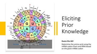 This Photo by Unknown author is licensed under CC BY-NC-ND.
Eliciting
Prior
Knowledge
Guess the AA!
Determine the amino acid using the
mRNA codon Chart and tRNA based
on the given mRNA codon
 