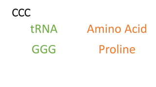 CCC
Amino Acid
tRNA
GGG Proline
 