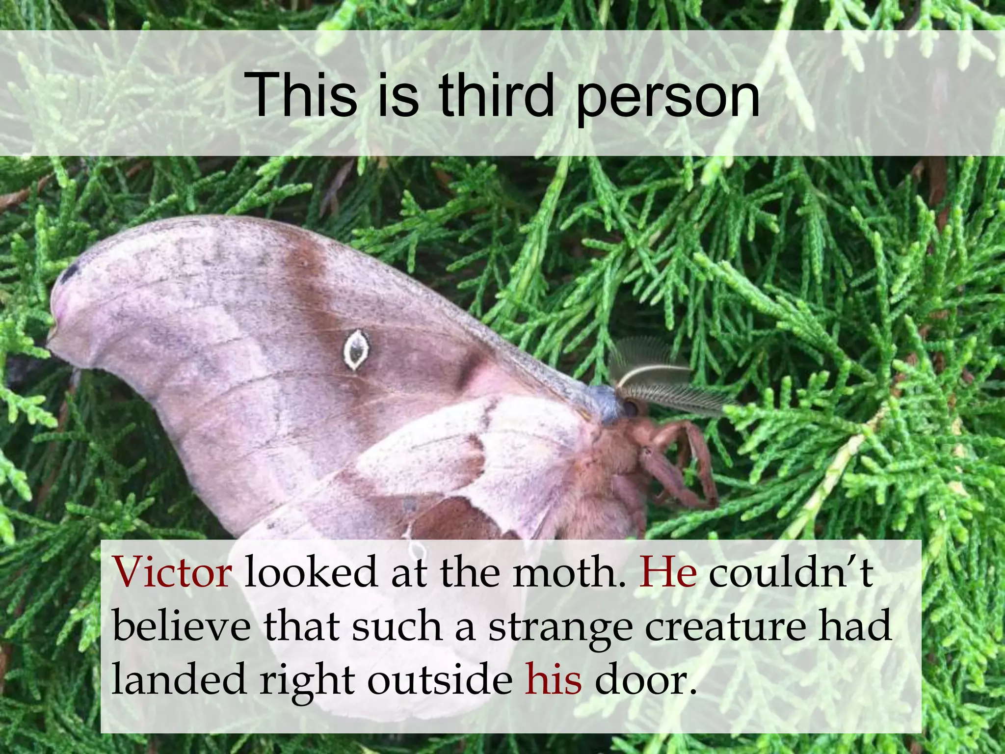This is third person 
Victor looked at the moth. He couldn’t 
believe that such a strange creature had 
landed right outside his door. 
 