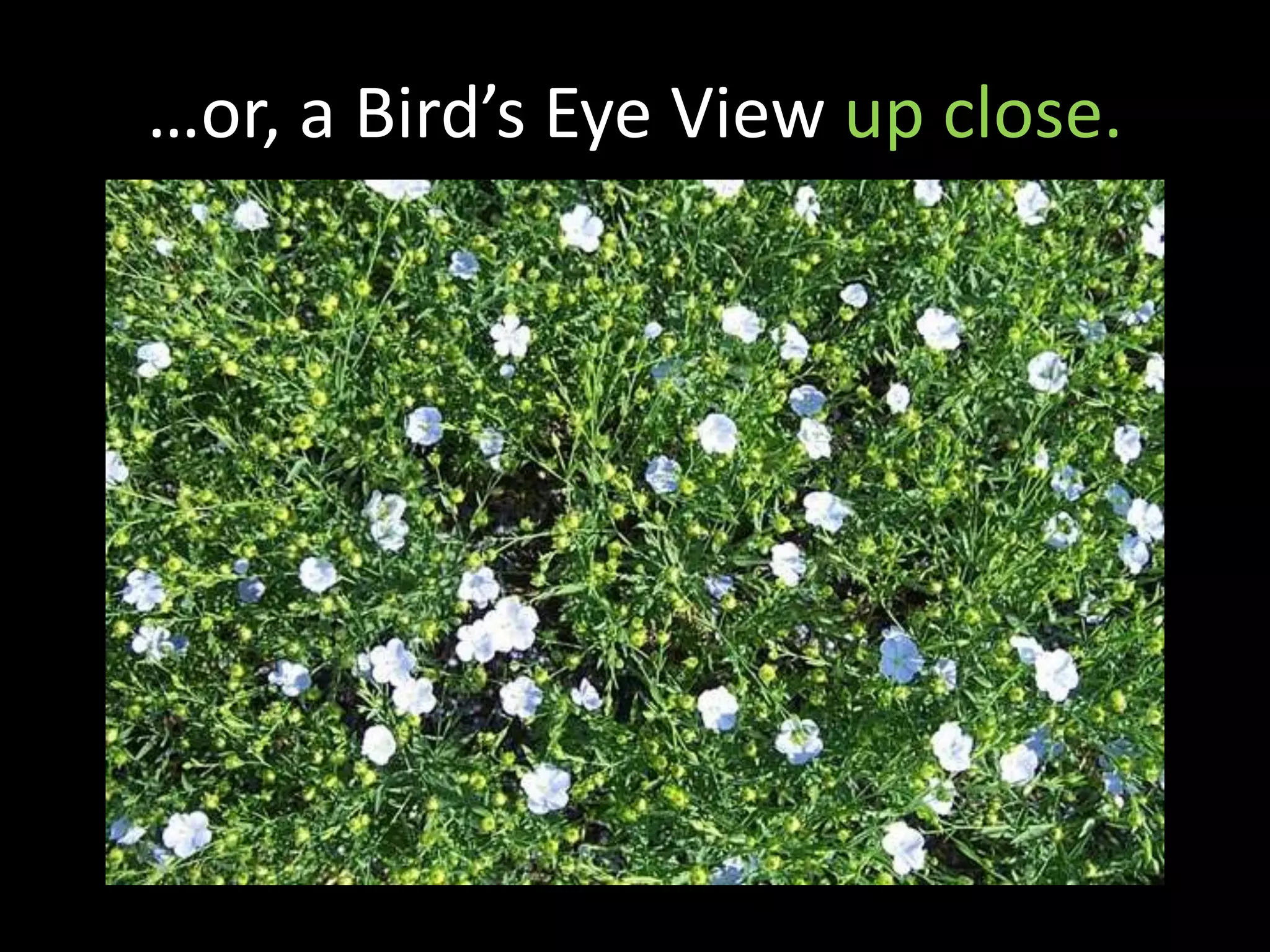 …or, a Bird’s Eye View up close.
 