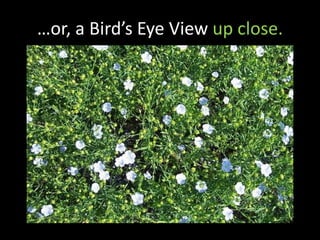 …or, a Bird’s Eye View up close.
 