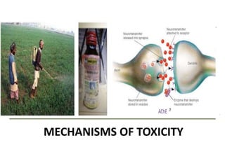 MECHANISMS OF TOXICITY
 