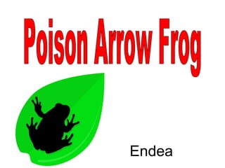 Poison Arrow Frog Endea 