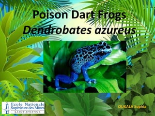 Poison Dart Frogs
Dendrobates azureus

OUKALA Sophia

 