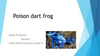 Poison dart frog
Ryota Kitamura
Kyutech
ryota.kitamura(at)etu.emse.fr
 