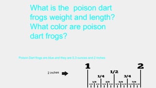 What is the poison dart
frogs weight and length?
What color are poison
dart frogs?
Poison Dart frogs are blue and they are 0.3 ounces and 2 inches.
 