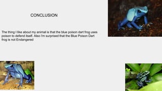 CONCLUSION
The thing I like about my animal is that the blue poison dart frog uses
poison to defend itself. Also i'm surprised that the Blue Poison Dart
frog is not Endangered
 