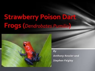 Strawberry Poison Dart
Frogs (Dendrobates Pumilio)


                  By
                  Anthony Kessler and
                  Stephen Feigley
 