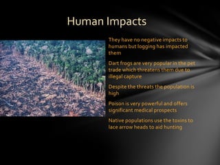 Human Impacts
      They have no negative impacts to
      humans but logging has impacted
      them
      Dart frogs are very popular in the pet
      trade which threatens them due to
      illegal capture
      Despite the threats the population is
      high
      Poison is very powerful and offers
      significant medical prospects
      Native populations use the toxins to
      lace arrow heads to aid hunting
 