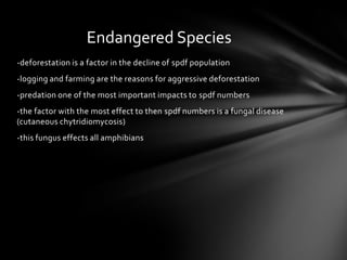Endangered Species
-deforestation is a factor in the decline of spdf population
-logging and farming are the reasons for aggressive deforestation
-predation one of the most important impacts to spdf numbers
-the factor with the most effect to then spdf numbers is a fungal disease
(cutaneous chytridiomycosis)
-this fungus effects all amphibians
 