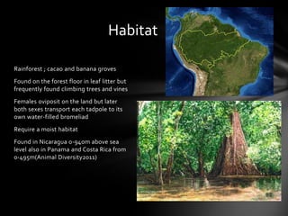 Habitat

Rainforest ; cacao and banana groves
Found on the forest floor in leaf litter but
frequently found climbing trees and vines
Females oviposit on the land but later
both sexes transport each tadpole to its
own water-filled bromeliad
Require a moist habitat
Found in Nicaragua 0-940m above sea
level also in Panama and Costa Rica from
0-495m(Animal Diversity2011)
 