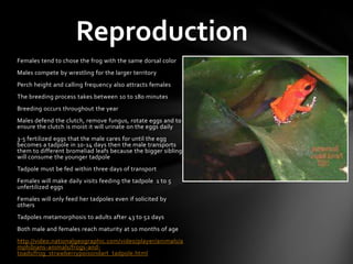 Reproduction
Females tend to chose the frog with the same dorsal color
Males compete by wrestling for the larger territory
Perch height and calling frequency also attracts females
The breeding process takes between 10 to 180 minutes
Breeding occurs throughout the year
Males defend the clutch, remove fungus, rotate eggs and to
ensure the clutch is moist it will urinate on the eggs daily
3-5 fertilized eggs that the male cares for until the egg
becomes a tadpole in 10-14 days then the male transports
them to different bromeliad leafs because the bigger sibling
will consume the younger tadpole
Tadpole must be fed within three days of transport
Females will make daily visits feeding the tadpole 1 to 5
unfertilized eggs
Females will only feed her tadpoles even if solicited by
others
Tadpoles metamorphosis to adults after 43 to 52 days
Both male and females reach maturity at 10 months of age
http://video.nationalgeographic.com/video/player/animals/a
mphibians-animals/frogs-and-
toads/frog_strawberrypoisondart_tadpole.html
 