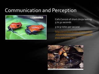 Communication and Perception
                   Calls Consist of short chirps lasting
                   5 to 32 seconds
                   5 to 9 notes per second
                   http://animaldiversity.ummz.umich
                   .edu/site/resources/naturesongs/de
                   pu12.wav/view.html
 