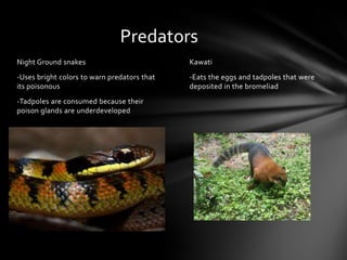 Predators
Night Ground snakes                          Kawati
-Uses bright colors to warn predators that   -Eats the eggs and tadpoles that were
its poisonous                                deposited in the bromeliad
-Tadpoles are consumed because their
poison glands are underdeveloped
 