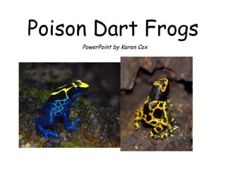 Poison Dart Frogs PowerPoint by Karen Cox 