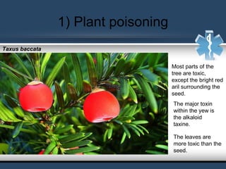 1) Plant poisoning
The leaves are
more toxic than the
seed.
Most parts of the
tree are toxic,
except the bright red
aril surrounding the
seed.
The major toxin
within the yew is
the alkaloid
taxine.
Taxus baccata
 