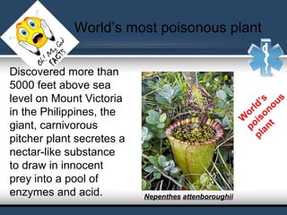 World’s most poisonous plant
Discovered more than
5000 feet above sea
level on Mount Victoria
in the Philippines, the
giant, carnivorous
pitcher plant secretes a
nectar-like substance
to draw in innocent
prey into a pool of
enzymes and acid.
W
orld’s
poisonous
plant
Nepenthes attenboroughii
 