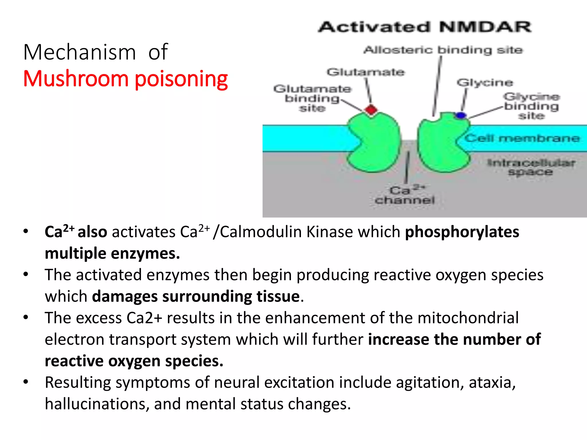 Mechanism of
Mushroom poisoning
• Ca2+ also activates Ca2+ /Calmodulin Kinase which phosphorylates
multiple enzymes.
• The activated enzymes then begin producing reactive oxygen species
which damages surrounding tissue.
• The excess Ca2+ results in the enhancement of the mitochondrial
electron transport system which will further increase the number of
reactive oxygen species.
• Resulting symptoms of neural excitation include agitation, ataxia,
hallucinations, and mental status changes.
 
