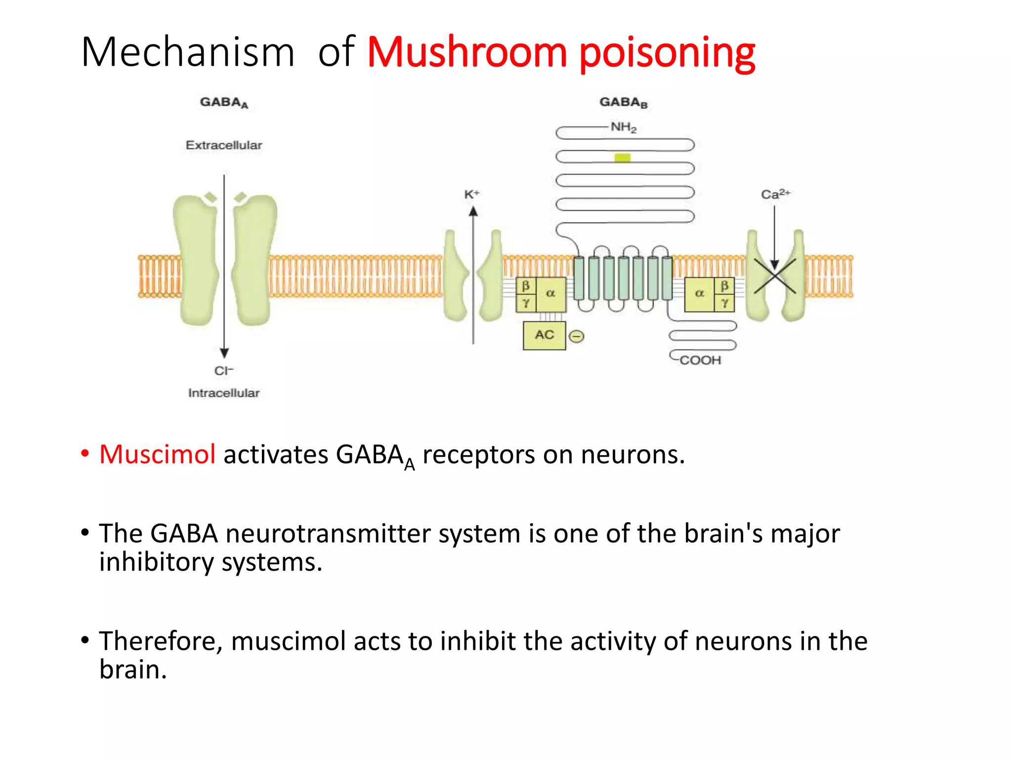 Mechanism of Mushroom poisoning
• Muscimol activates GABAA receptors on neurons.
• The GABA neurotransmitter system is one of the brain's major
inhibitory systems.
• Therefore, muscimol acts to inhibit the activity of neurons in the
brain.
 