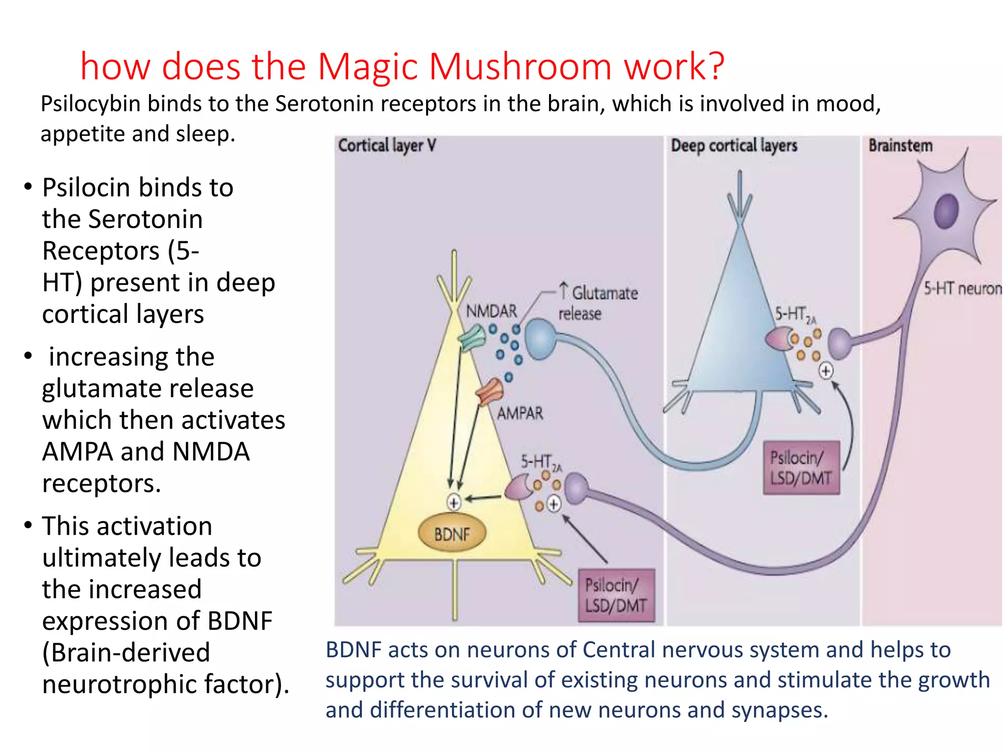 how does the Magic Mushroom work?
• Psilocin binds to
the Serotonin
Receptors (5-
HT) present in deep
cortical layers
• increasing the
glutamate release
which then activates
AMPA and NMDA
receptors.
• This activation
ultimately leads to
the increased
expression of BDNF
(Brain-derived
neurotrophic factor).
Psilocybin binds to the Serotonin receptors in the brain, which is involved in mood,
appetite and sleep.
BDNF acts on neurons of Central nervous system and helps to
support the survival of existing neurons and stimulate the growth
and differentiation of new neurons and synapses.
 