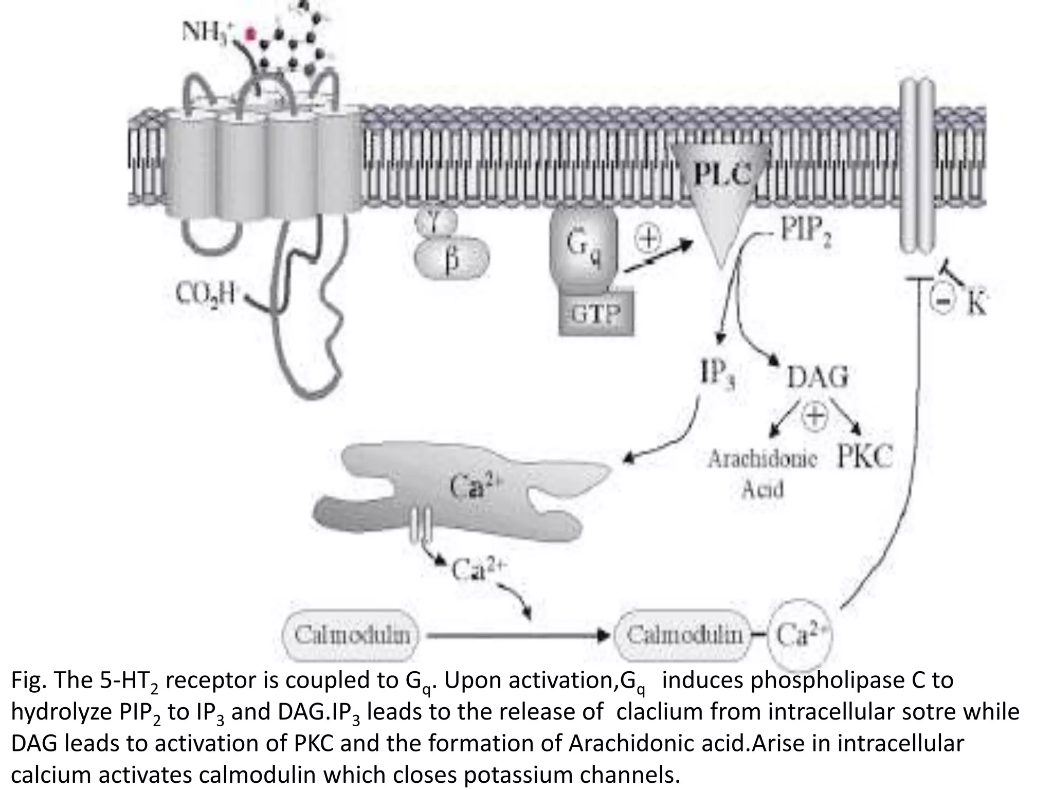 Fig. The 5-HT2 receptor is coupled to Gq. Upon activation,Gq induces phospholipase C to
hydrolyze PIP2 to IP3 and DAG.IP3 leads to the release of claclium from intracellular sotre while
DAG leads to activation of PKC and the formation of Arachidonic acid.Arise in intracellular
calcium activates calmodulin which closes potassium channels.
 