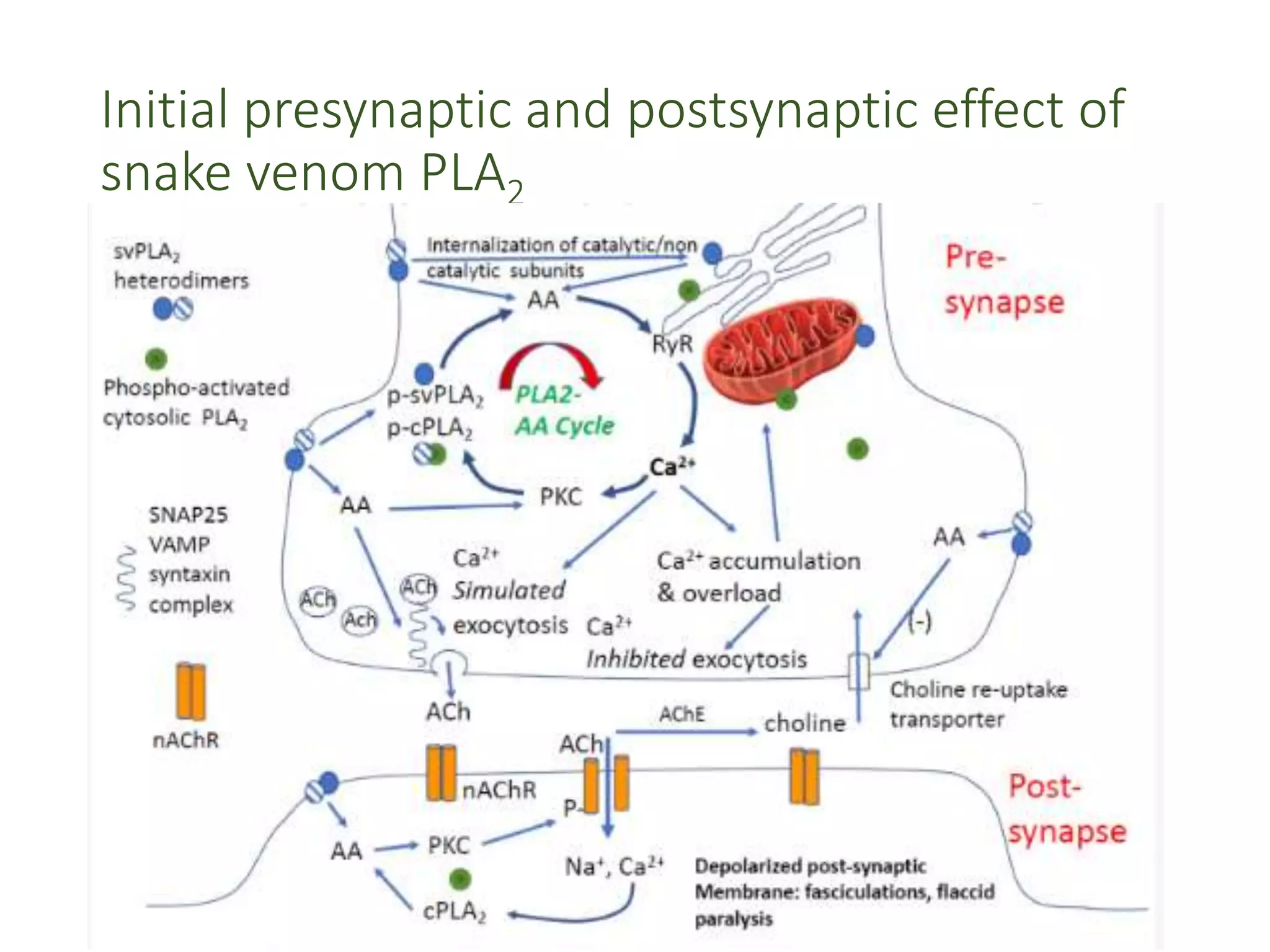 Initial presynaptic and postsynaptic effect of
snake venom PLA2
 