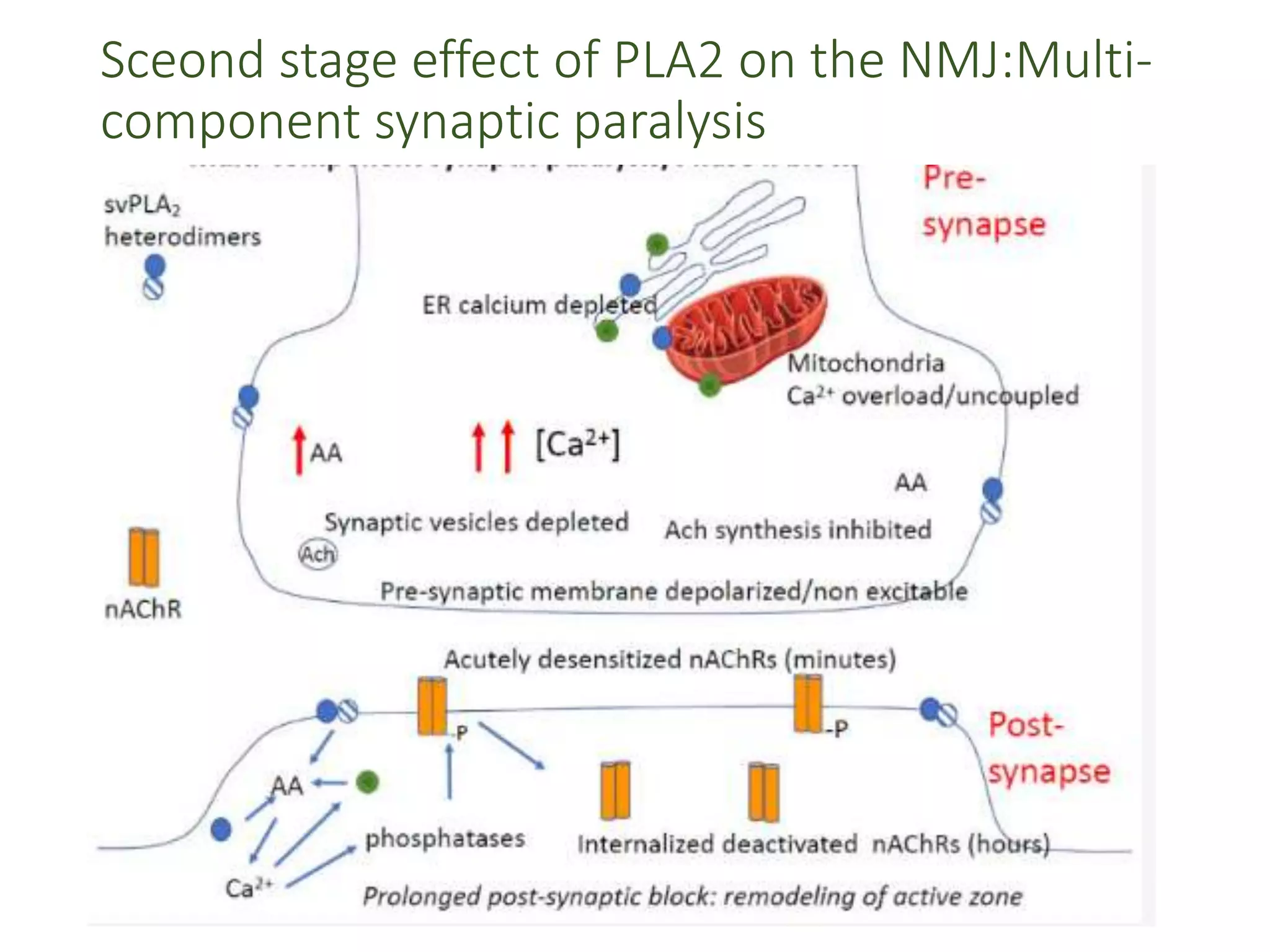 Sceond stage effect of PLA2 on the NMJ:Multi-
component synaptic paralysis
 