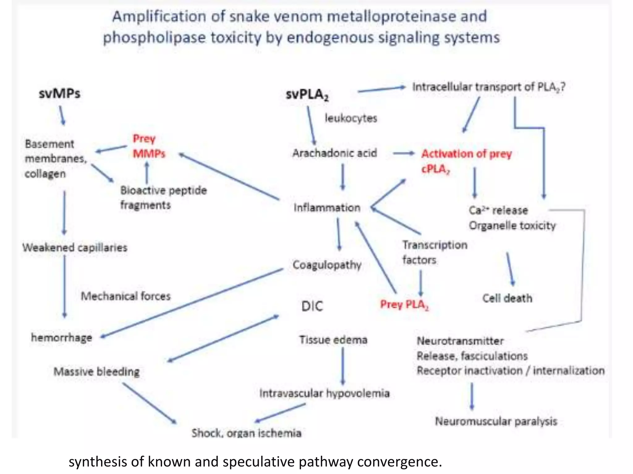 synthesis of known and speculative pathway convergence.
 