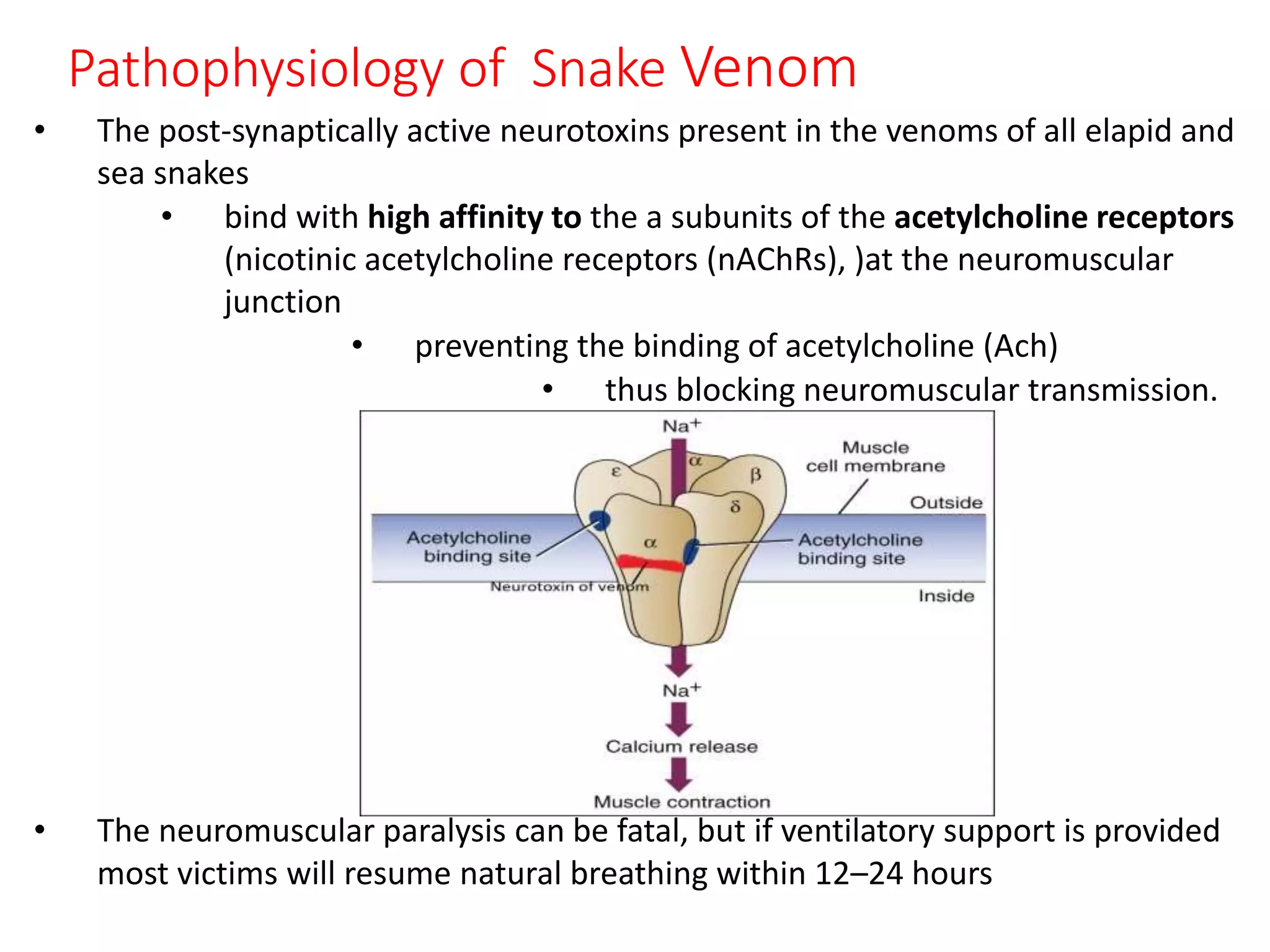 Pathophysiology of Snake Venom
• The post-synaptically active neurotoxins present in the venoms of all elapid and
sea snakes
• bind with high affinity to the a subunits of the acetylcholine receptors
(nicotinic acetylcholine receptors (nAChRs), )at the neuromuscular
junction
• preventing the binding of acetylcholine (Ach)
• thus blocking neuromuscular transmission.
• The neuromuscular paralysis can be fatal, but if ventilatory support is provided
most victims will resume natural breathing within 12–24 hours
 