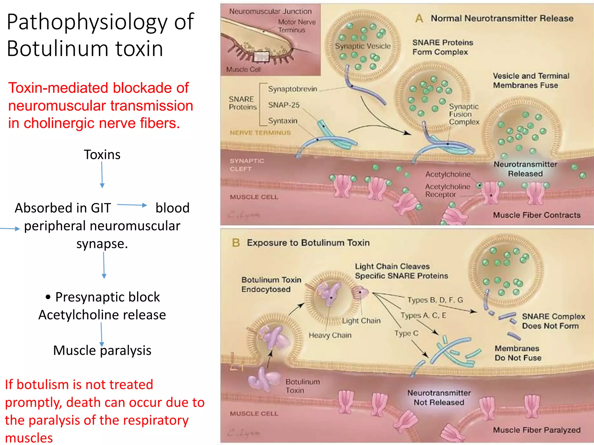 Pathophysiology of
Botulinum toxin
Toxin-mediated blockade of
neuromuscular transmission
in cholinergic nerve fibers.
Toxins
Absorbed in GIT blood
peripheral neuromuscular
synapse.
• Presynaptic block
Acetylcholine release
Muscle paralysis
If botulism is not treated
promptly, death can occur due to
the paralysis of the respiratory
muscles
 