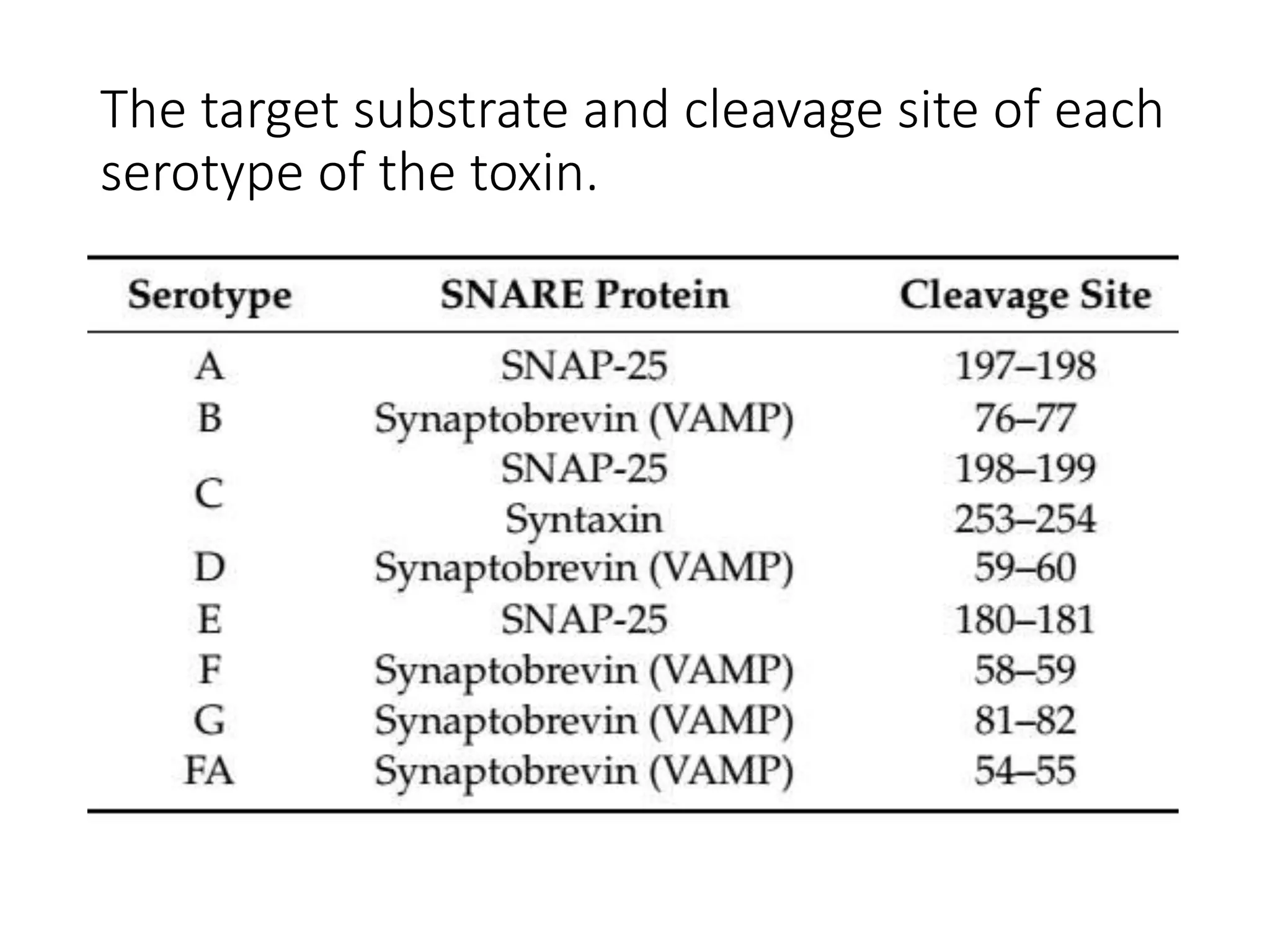 The target substrate and cleavage site of each
serotype of the toxin.
 
