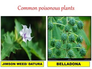 Common poisonous plants
JIMSON WEED/ DATURA BELLADONA
 