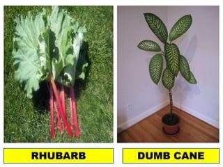 RHUBARB DUMB CANE
 