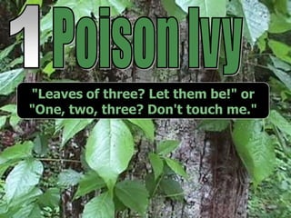 "Leaves of three? Let them be!" or
"One, two, three? Don't touch me."
 
