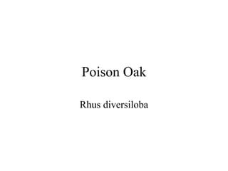 Poison Oak 
Rhus diversiloba 
 