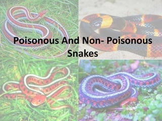 Poisonous And Non- Poisonous
Snakes
 