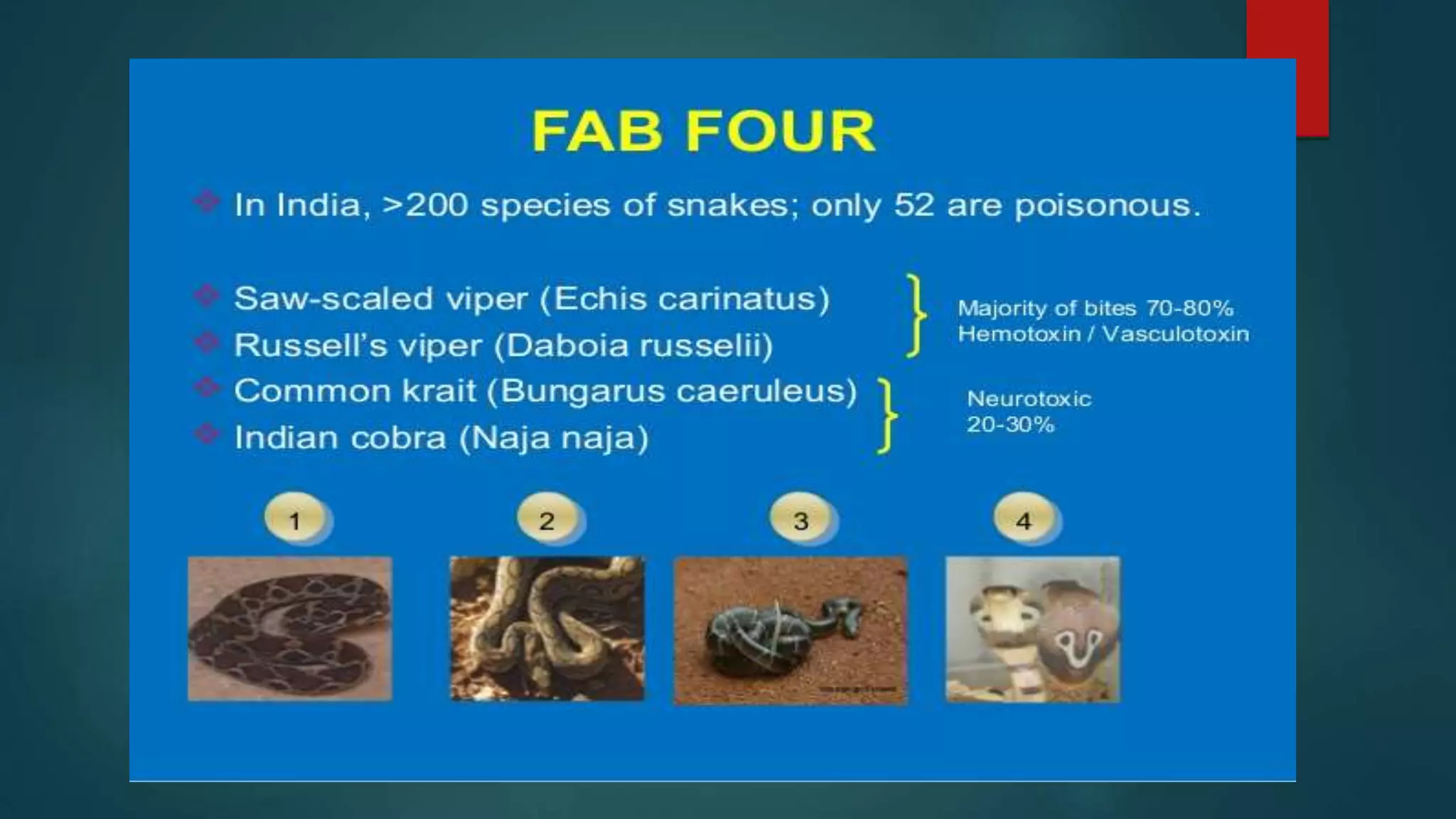 Poisonous and non poisonous snakes PPT